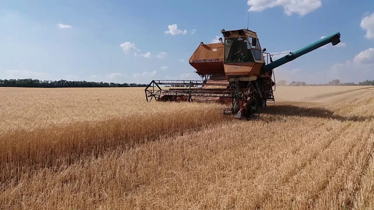 Принятое в России решение по зерновым вызвало тревогу с мире
