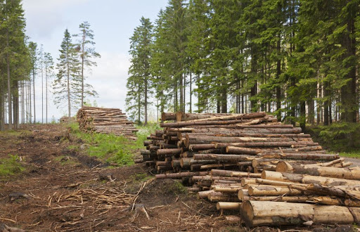 Часть земель лесного фонда в Жамбылской области хотят передать компании «Алтыналмас»