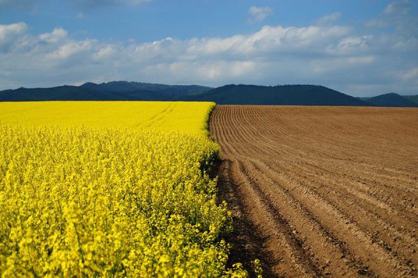 Сенат Казахстана продлил мораторий на покупку земли сельхозназначения
