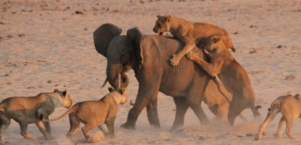 14 голодных львов напали на слона: теперь внимание на 1:18