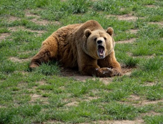 Российский боксер Медведев убил напавшего на него медведя