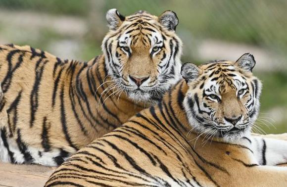 Двух тигров, которых сотрудник цирка держал на штрафстоянке Нур-Султана, поместили в зоопарк Алматы
