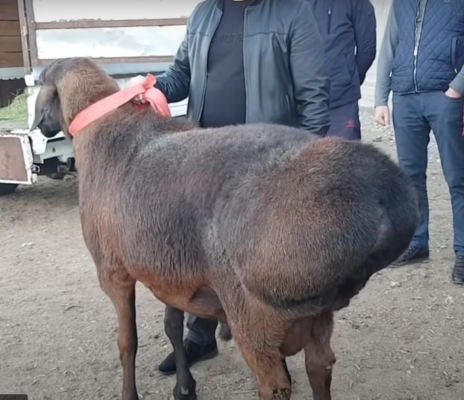 За 18 млн тенге купил барана овцевод в Туркестанской области