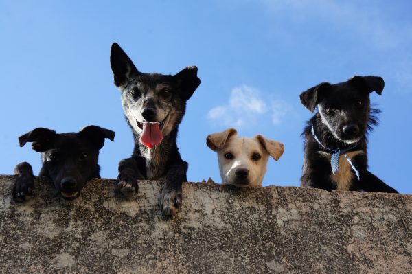 Что делать с бродячими собаками: актуальные советы