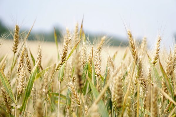 Минсельхоз Казахстана ввел ограничения на экспорт муки и зерна