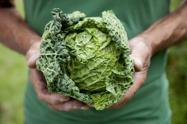 Диетологи назвали овощи наиболее полезные для сердца