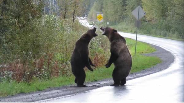 Драка медведей на лесной дороге попала на видео (видео)
