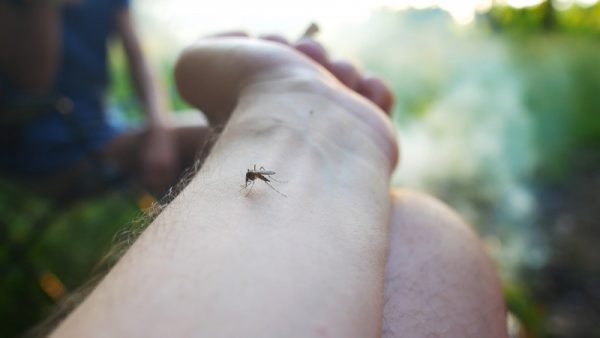 Врач объяснила, кого больше всех любят кусать комары
