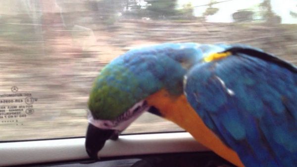 Попугай-путешественник едет в машине с полным комфортом