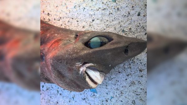 Таинственную глубоководную акулу поймали у берегов Австралии