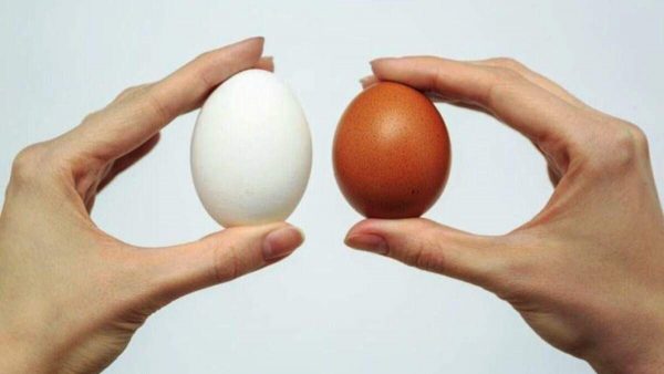 Ответ наконец-то появился в Сети: какие яйца лучше — белые или коричневые