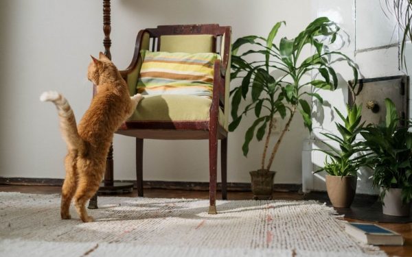 Как отучить кота царапать мебель: советы специалистов
