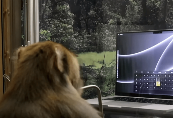 Маск показал, как чипированная обезьяна управляет компьютером силой мысли (видео)