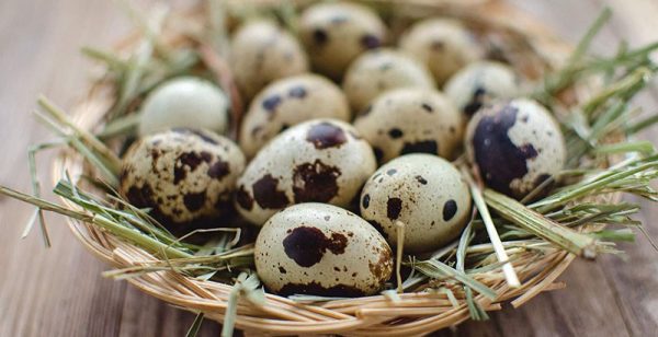 Перепелиные яйца: польза и главные секреты приготовления