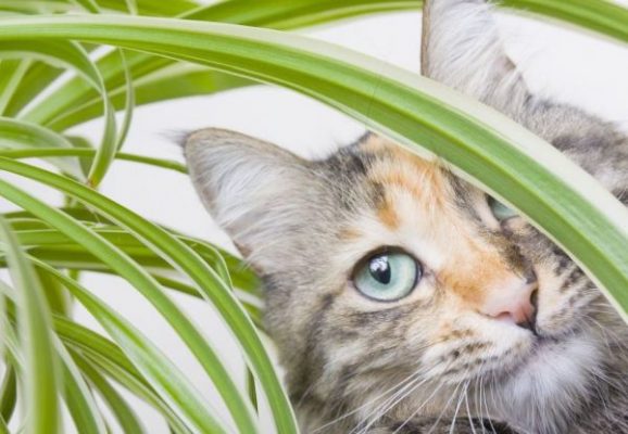 Смертельно опасны: комнатные растения, которые следует держать подальше от кошек и собак