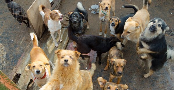 Этим в Индии кормят собак: а мы покупаем за бешеные деньги