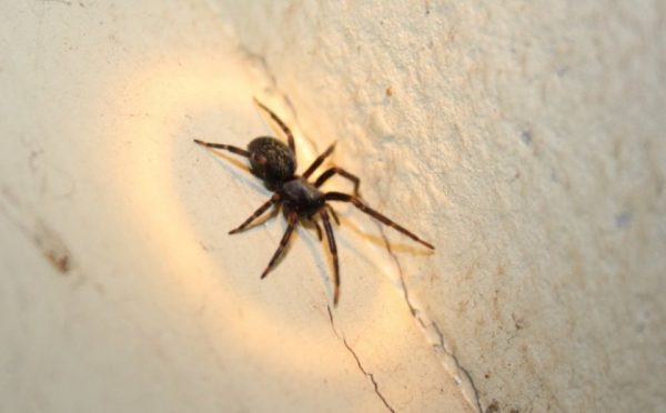 Это знак: 2 причины, почему в доме вдруг стало много пауков
