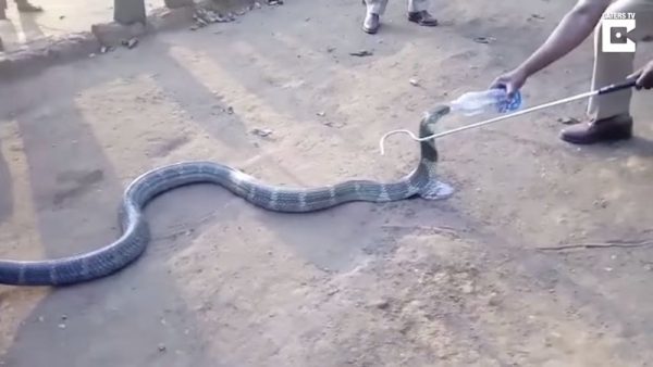 Умирающая от жажды ядовитая кобра приползла к людям и молила о помощи
