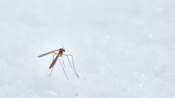 Вот что придумали хитрые китайцы от комаров: это гениально