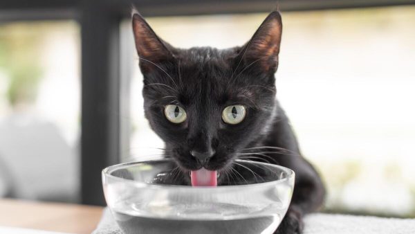 Кошкам нельзя давать такую воду: ошибка миллионов людей