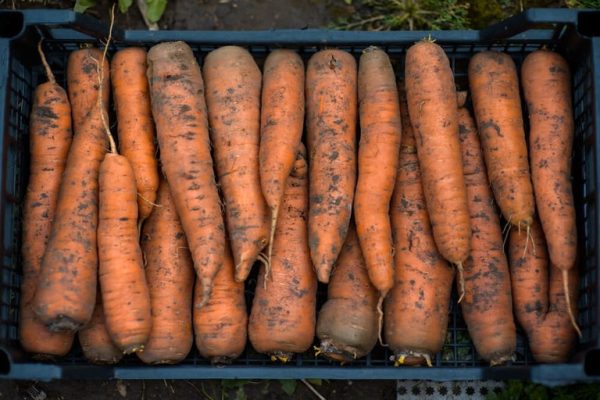 Не выкидывайте старую и жухлую морковь: вот что сделает ее свежей