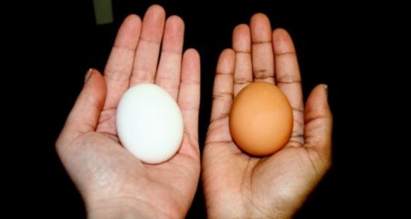 Запомните это! В чем разница между белыми и коричневыми яйцами