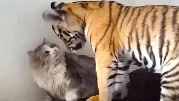 Кошка воспитала тигрят: спустя годы они встретились, и что потом