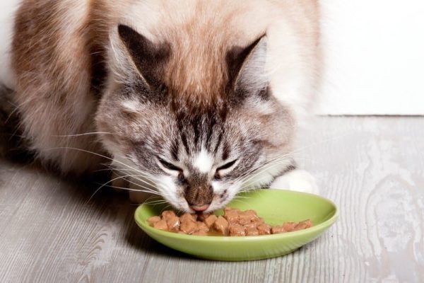 Могут ли кошки есть собачий корм, а собаки кошачий?