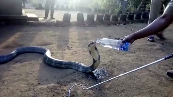 Dangerous king cobra politely drinks water from a bottle