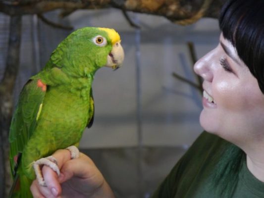 A parrot performed an amazing Beyonce song and got a huge fan audience
