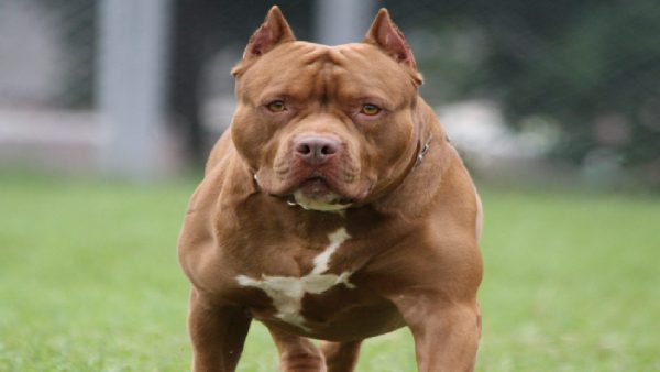 Top 5 Most Dangerous Dog Breeds In the World