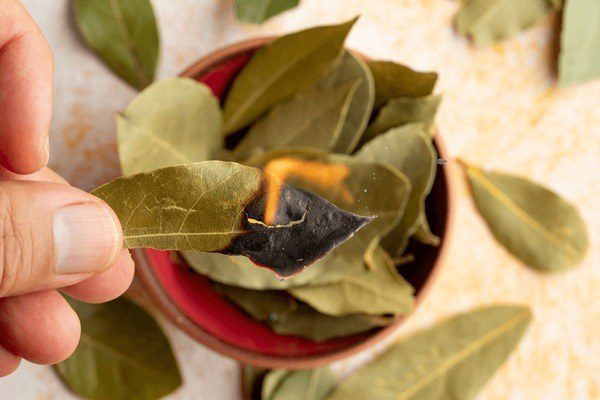 Burning bay leaves: 3 things that will happen if you do it