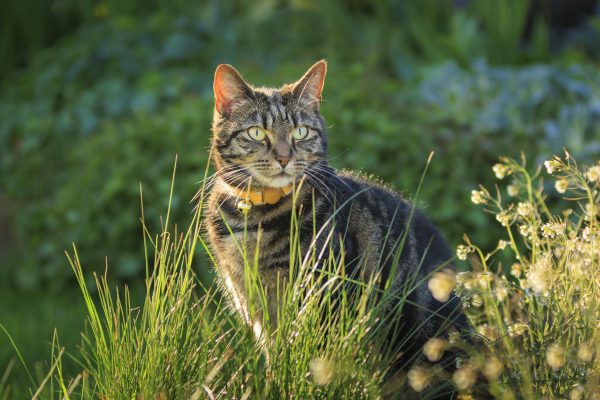 How to stop cats shitting in the garden: five simple tips