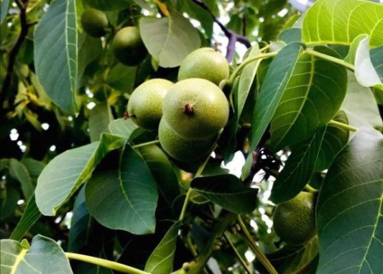 Дерево окутано тайнами: почему нельзя сажать орех возле дома