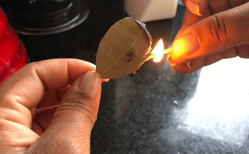 Porquê queimar folhas de louro em casa? Dica poderosa