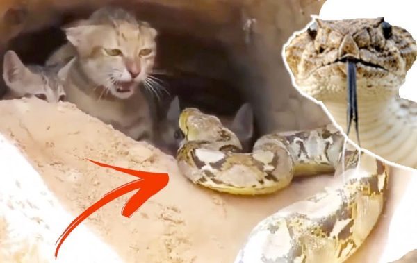 На котят напала змея: только взгляните кто им пришел на помощь