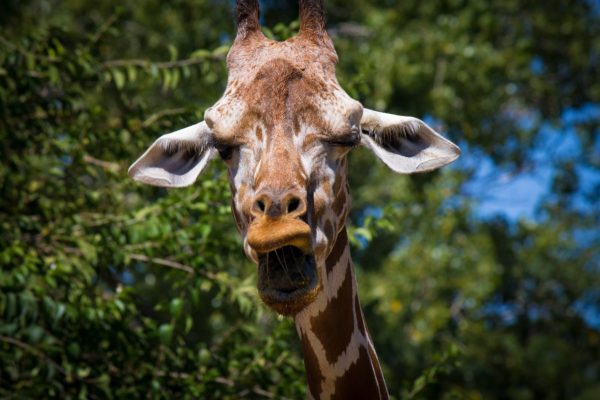 Голодный жираф на сафари «украл» девочку из рук матери  (видео)
