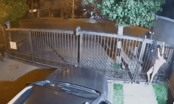 ‘Would-be car thief’ caught with her pants down after getting them stuck on gate