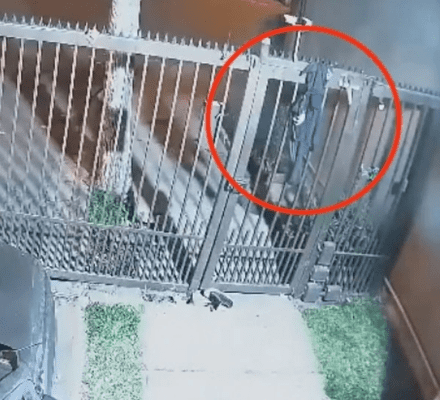 ‘Would-be car thief’ caught with her pants down after getting them stuck on gate