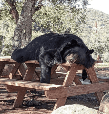 Make Sure You’re Alone Before Looking At These Camping Photos