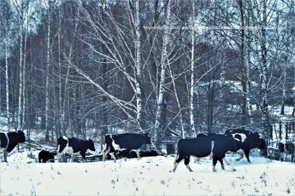 Одичавшие чернобыльские коровы удивляют ученых