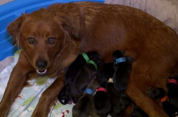 Dog Gives Birth and Vet Uncovers the Truth That They Aren’t Puppies