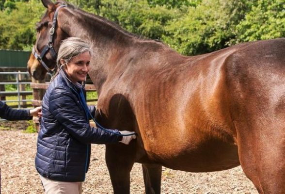 Horse Refuses to Give Birth The vet calls the authorities after seeing the ultrasound