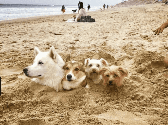 Beachgoers Had Unforgettable Beach Moments