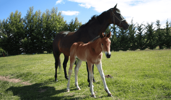 Horse Refuses to Give Birth The vet calls the authorities after seeing the ultrasound