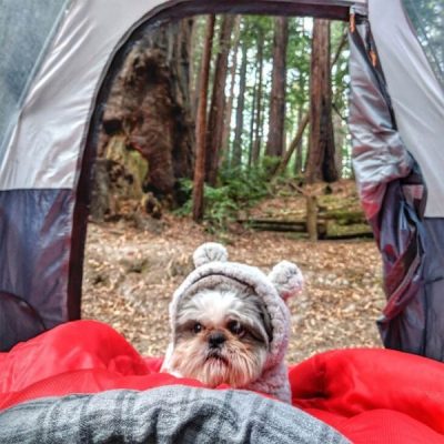 Funny Camping Stories: Campfire Tales That Are Too Funny to Be True!