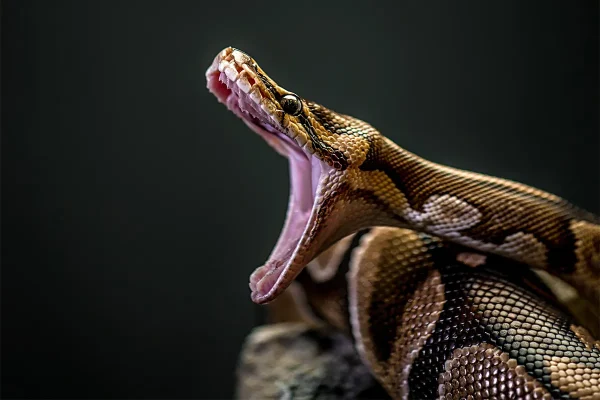 A giant snake crawls into the bedroom of a Bangkok woman and attacks her