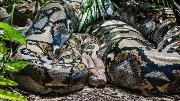 A giant snake crawls into the bedroom of a Bangkok woman and attacks her