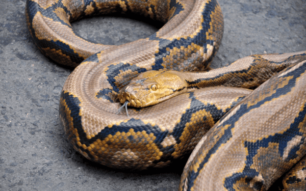 A giant snake crawls into the bedroom of a Bangkok woman and attacks her