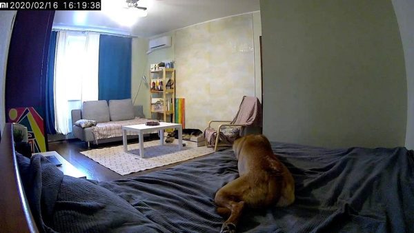 Matka zasypia obok psa, nie mając pojęcia, co wydarzy się nocą!